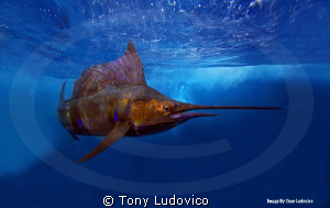 This was my first underwater photograph, as a professiona... by Tony Ludovico 